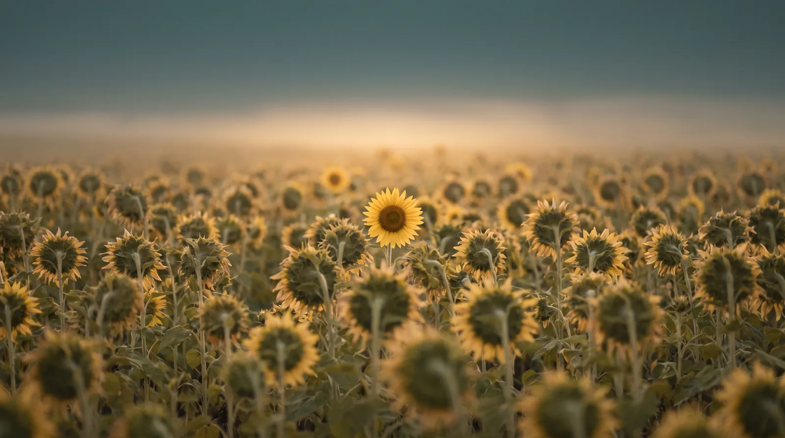 Un campo de girasoles vueltos hacia el sol y uno solo girado en sentido contrario